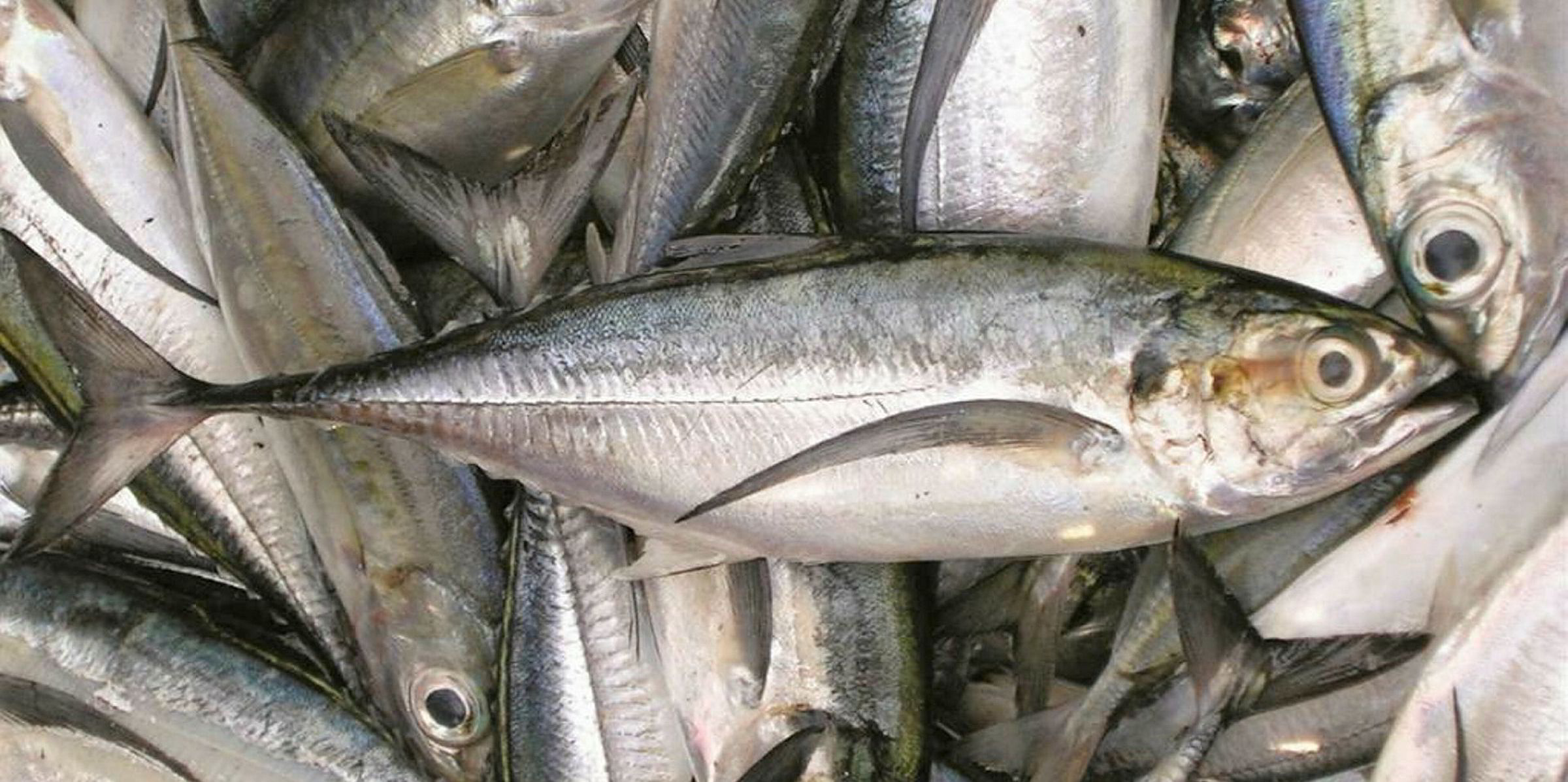 HORSE MACKEREL BROUGHT IN N1,04B IN 3 MONTHS Eagle FM