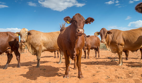 Only 1,625 of the 52,975 Marketed Cattle Came From North of Red Line