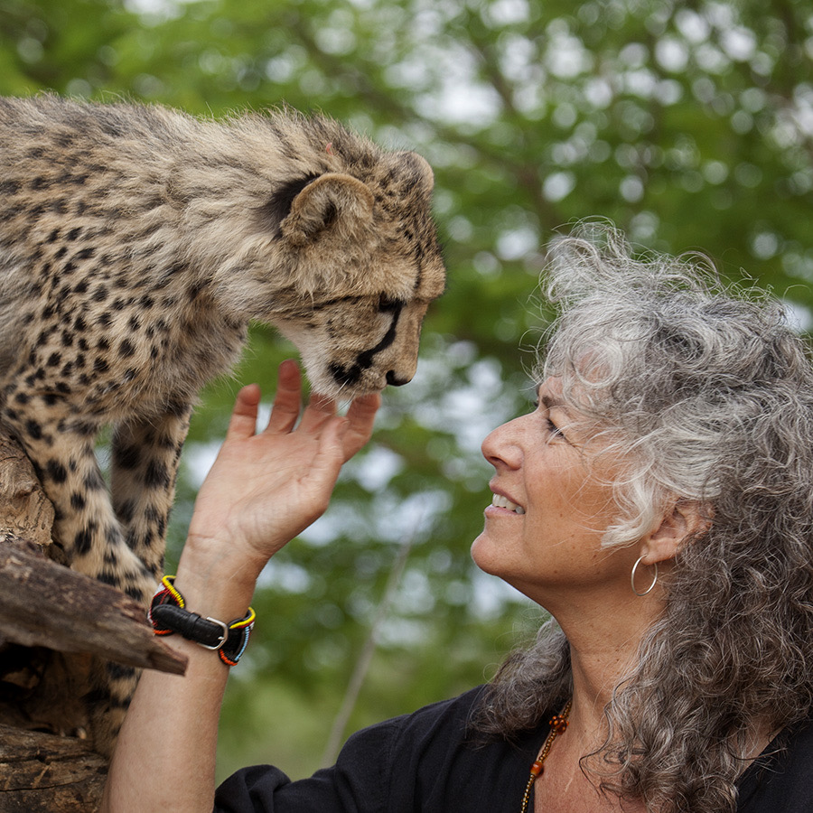 Eight Cheetahs Namibia sends eight cheetahs to India – Eagle FM