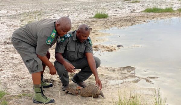 Kavango Regions Report Highest Pangolin Poaching Cases