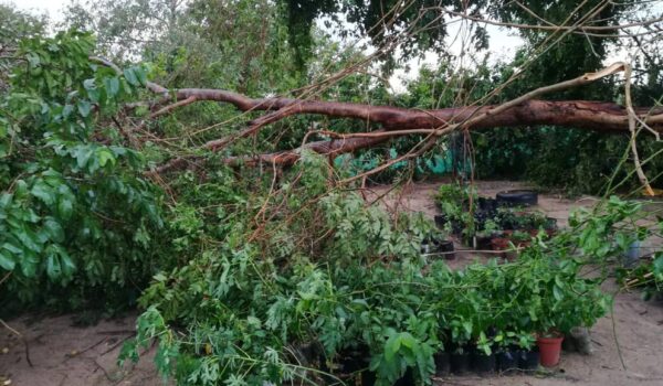 Strong Winds, Rain, and Hail Destroy Northern Crops