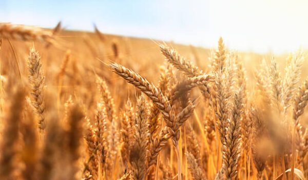 50% of Local Wheat Farmers Quit Production in 2023