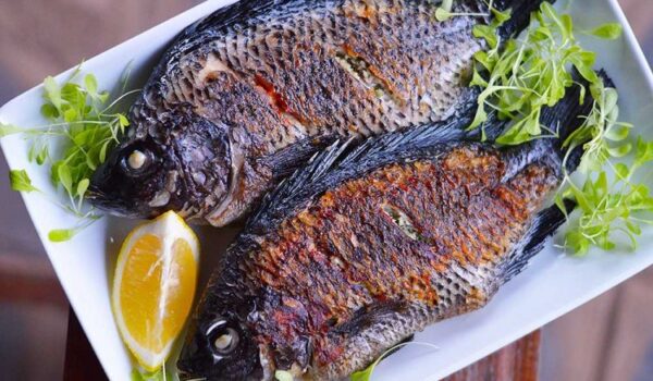 Zambezi Bream Becoming Scarce in the Region’s Rivers