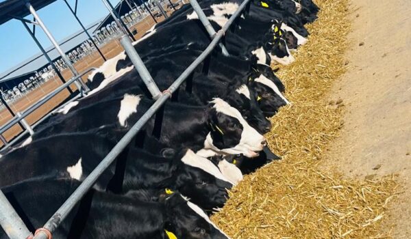 Omusati Region to Get its Feedlot by October 2026