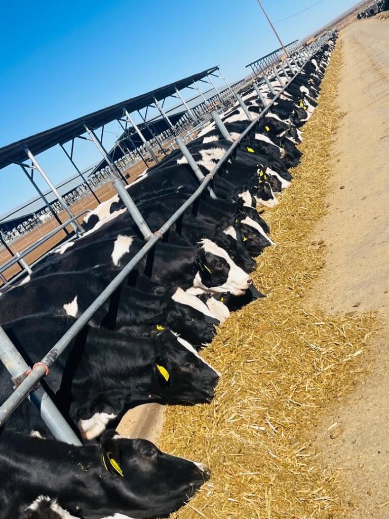 Omusati Region to Get its Feedlot by October 2026