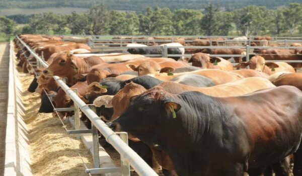 Dark Times Persist for the Beef Sector
