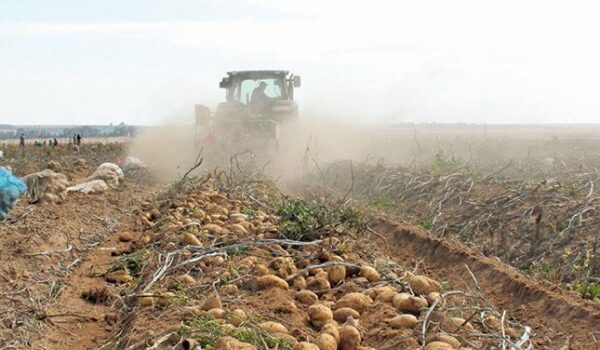 Etunda Green Scheme to Harvest 400 Tons of Potatoes