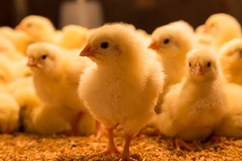 36,260 Day-old Chicks Imported from SA in 2 Months