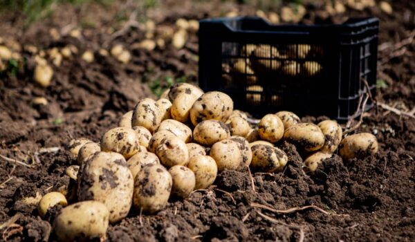 Public Investment in Agriculture Shows Decline 