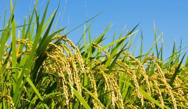 Farmer Transitions from Omahangu to Rice Production
